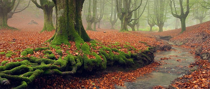 These 5 Fantastic Forests are Real!