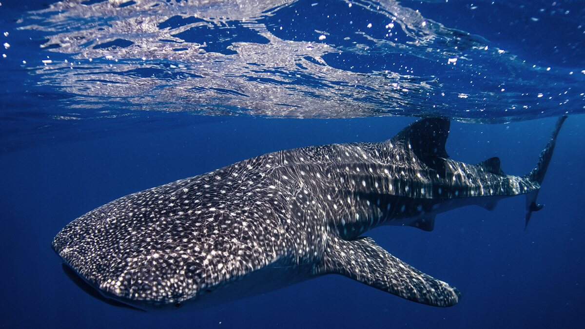 Tips Berenang Seru dan Aman bareng Hiu Paus