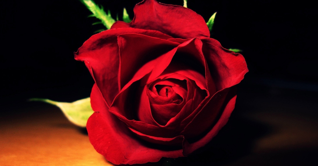 Say it with The Right Roses